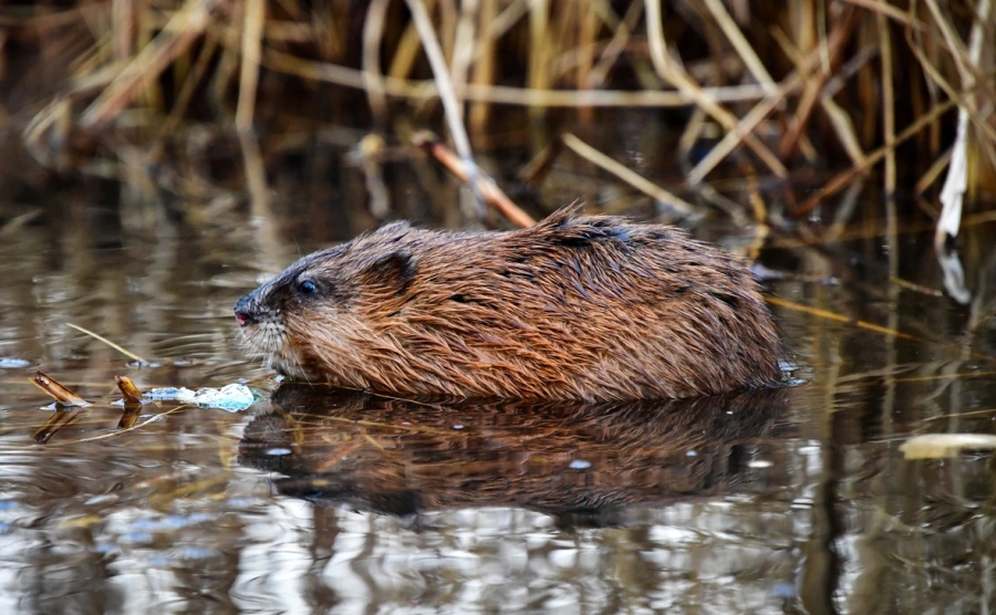 В России собираются изменить правила охоты