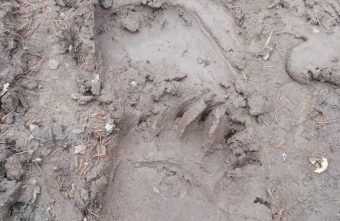 В нескольких районах Тверской области заметили пробудившихся медведей В нескольких районах Тверской области заметили пробудившихся медведей