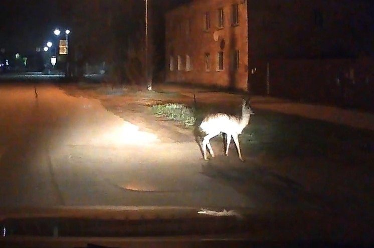 В города Тверской области начали приходить косули В города Тверской области начали приходить косули