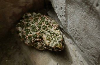 Жителям Тверской области советуют продать зеленую жабу