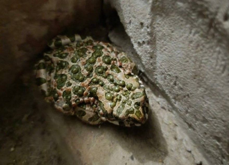 Жителям Тверской области советуют продать зеленую жабу