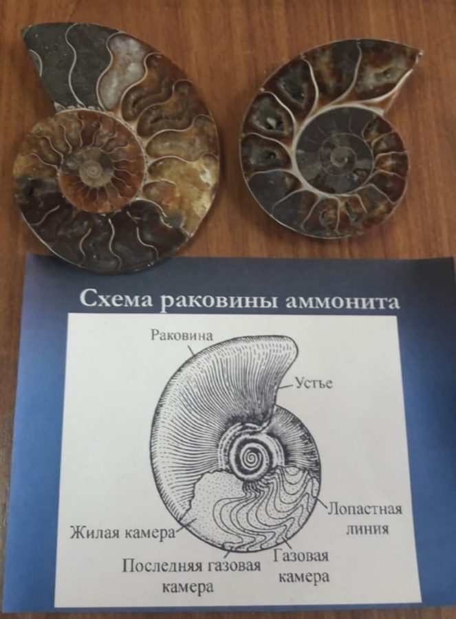 В Твери впервые показали плиту с панцирями каменноугольных ежей