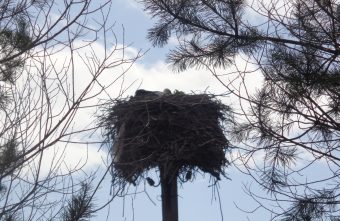 Два аиста в Тверской области подрались за гнездо Два аиста в Тверской области подрались за гнездо