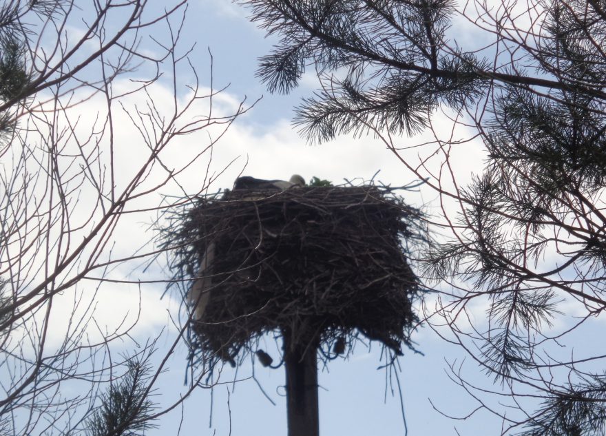 Два аиста в Тверской области подрались за гнездо