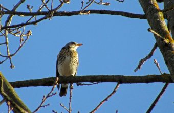 Птицам в Тверской области срочно требуется помощь
