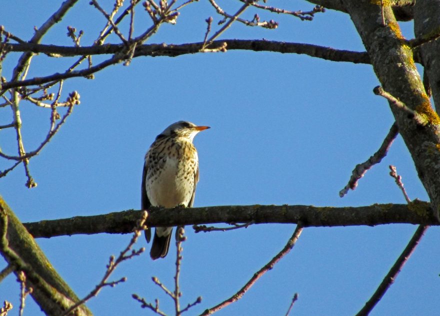 Птицам в Тверской области срочно требуется помощь