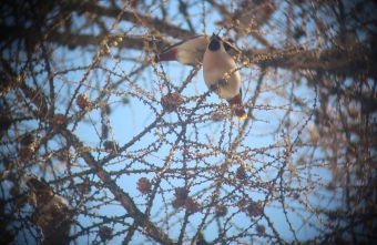Птицы в Тверской области сели на диету