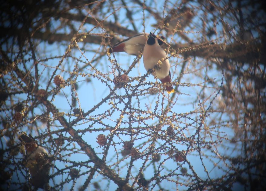 Птицы в Тверской области сели на диету