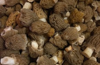 В Тверской области начался грибной сезон