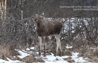 Лоси в Тверской области прогоняют своих детенышей Лоси в Тверской области прогоняют своих детенышей