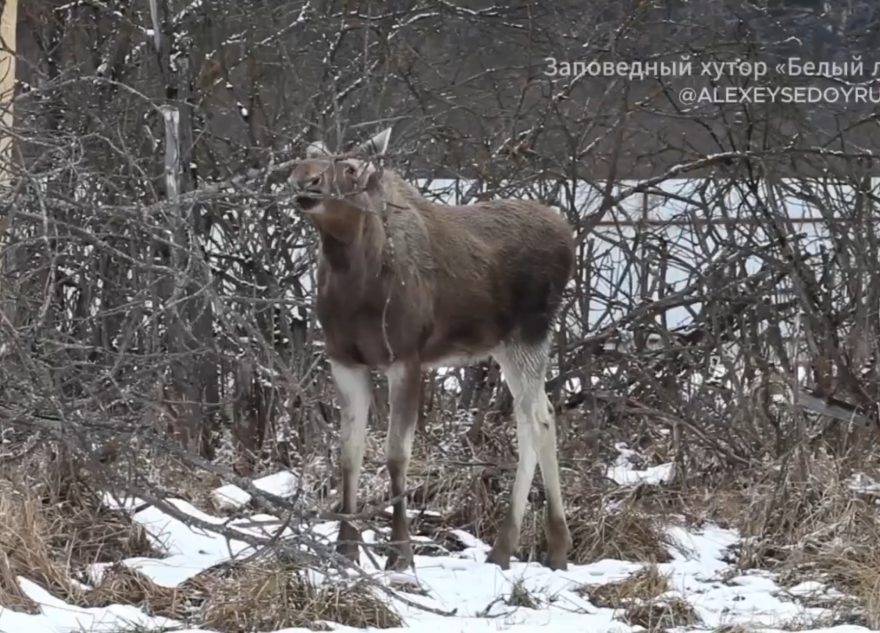 Лоси в Тверской области прогоняют своих детенышей