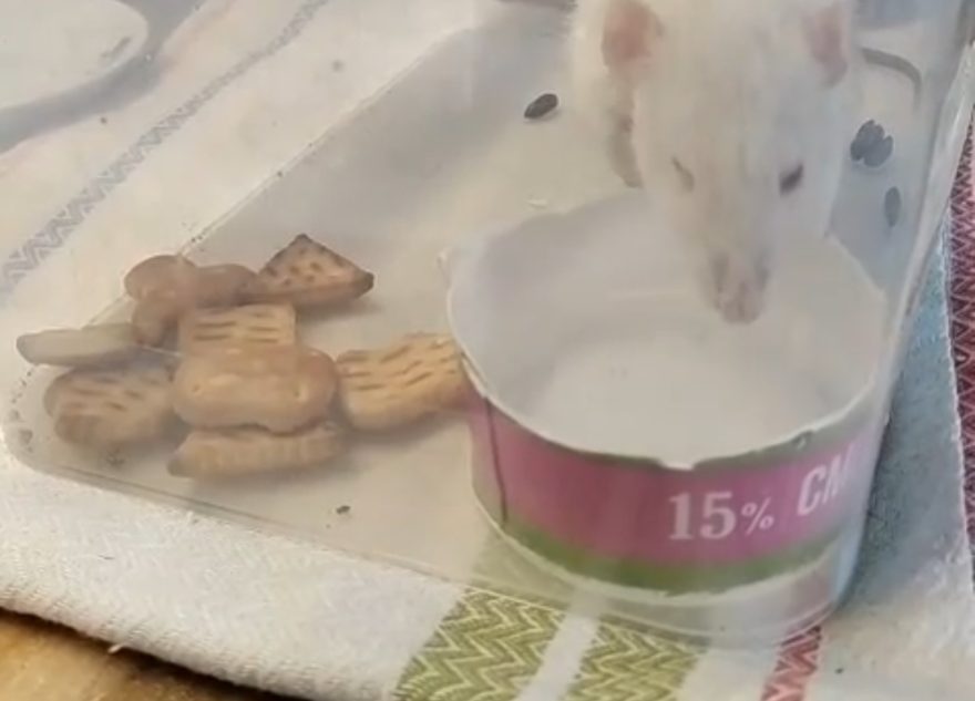 В фундаменте дома в Твери нашли необычного жильца