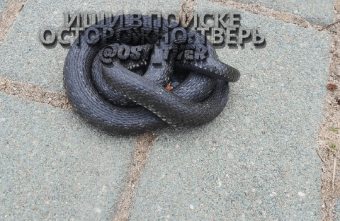 В Тверской области в центре города «гуляла» змея В Тверской области в центре города «гуляла» змея