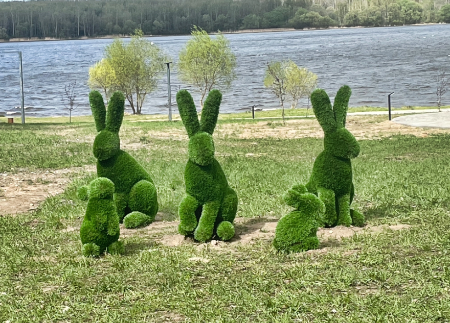На набережной в Тверской области поселились три заячьи семьи