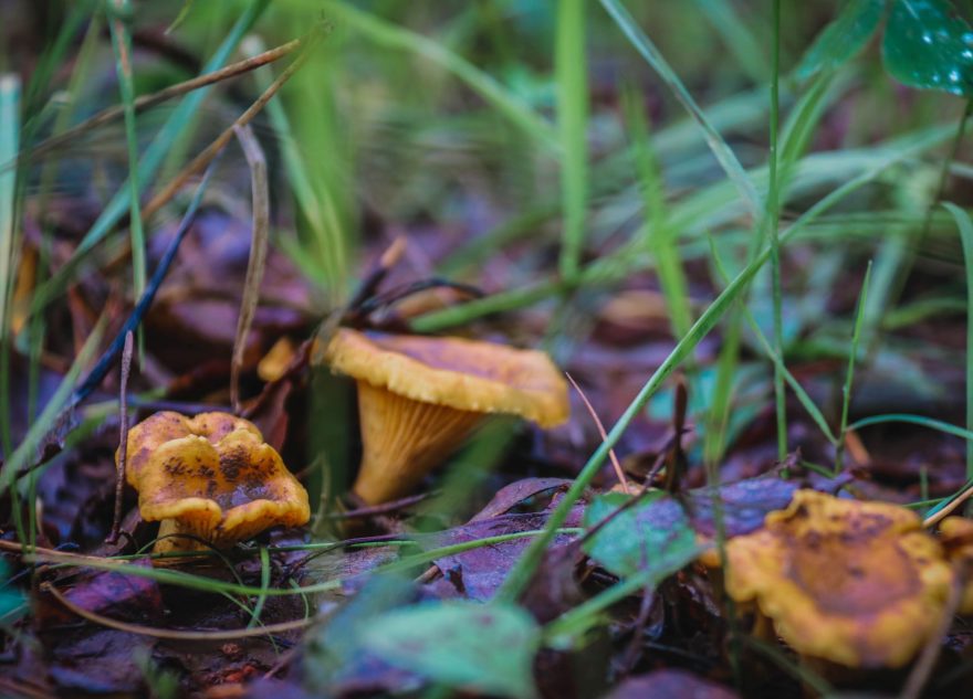 За сбор некоторых грибов грозит уголовная ответственность