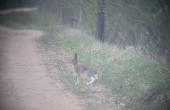 Заячье семейство атаковало жителя Тверской области Заячье семейство атаковало жителя Тверской области