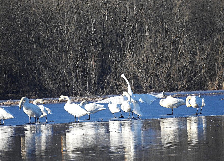 В Тверскую область возвращаются стаи лебедей