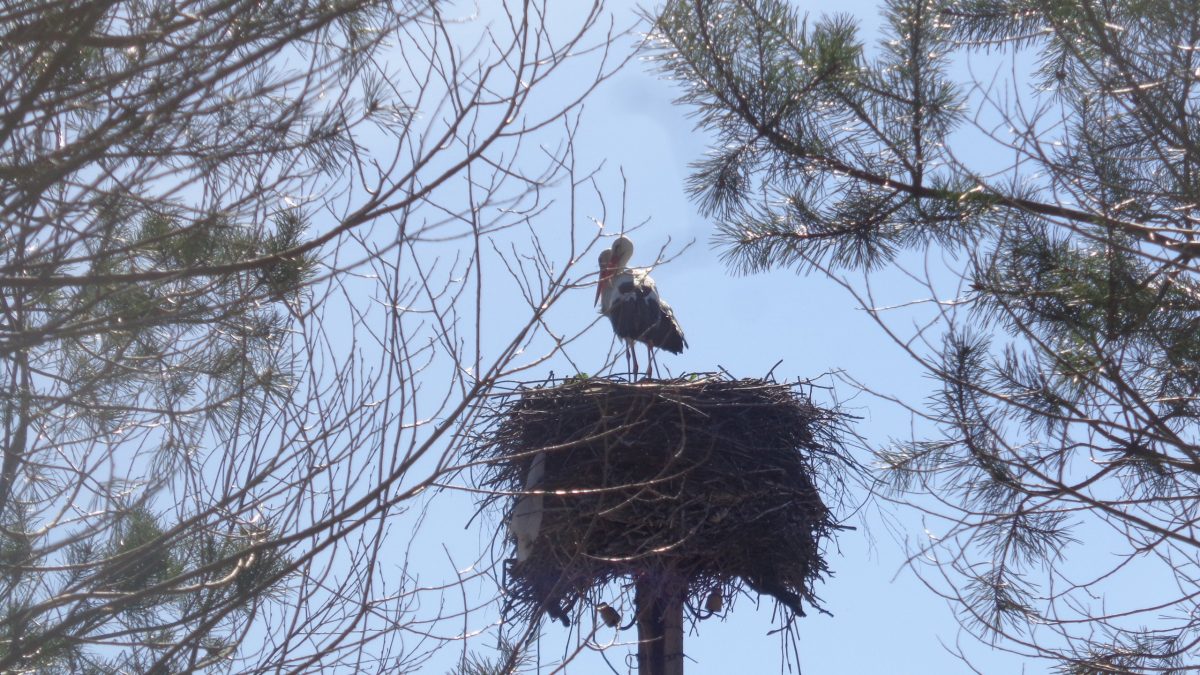 Два аиста в Тверской области подрались за гнездо