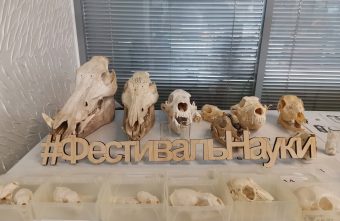 На выставке в Твери представят тех, кто 500 миллионов лет живет без мозгов