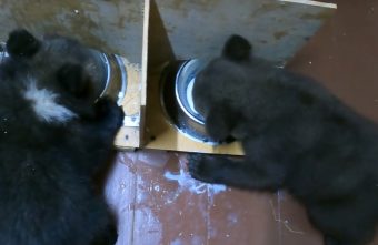 В Тверской области показали, как поживает медвежья ясельная группа В Тверской области показали, как поживает медвежья ясельная группа