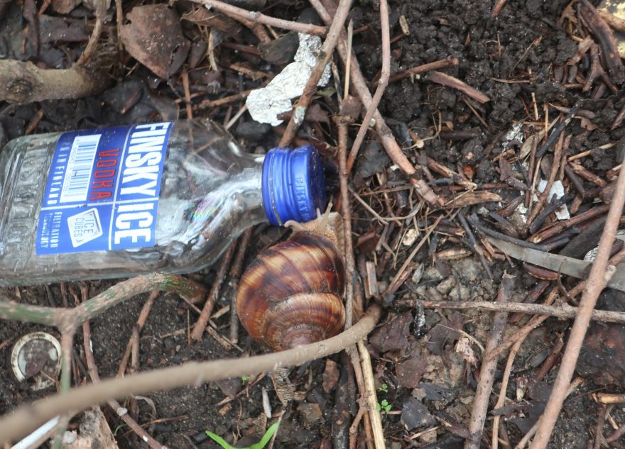 В Твери заметили улитку, отдыхающую с бутылкой водки