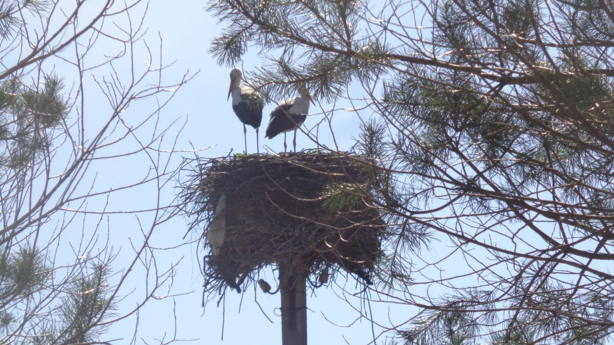 Два аиста в Тверской области подрались за гнездо