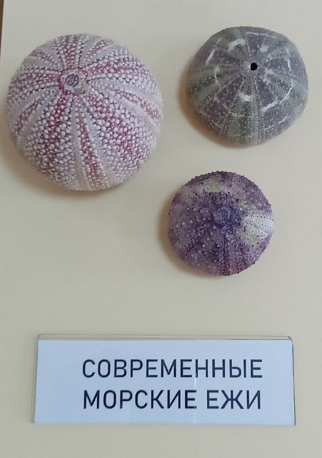 В Твери впервые показали плиту с панцирями каменноугольных ежей