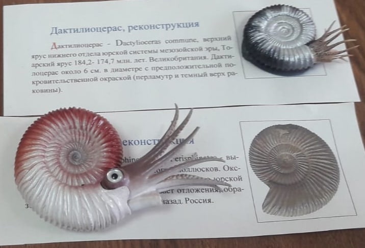 В Твери впервые показали плиту с панцирями каменноугольных ежей