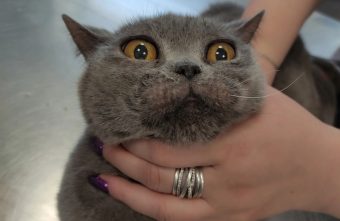 В Тверской области хотели усыпить здоровую кошку В Тверской области хотели усыпить здоровую кошку