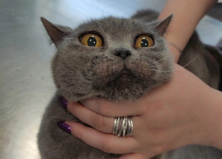 В Тверской области хотели усыпить здоровую кошку