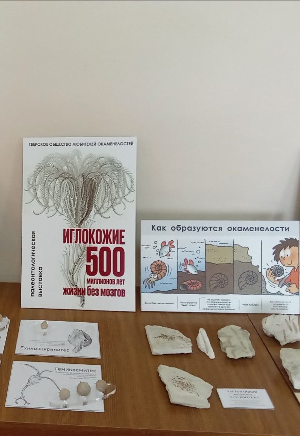 В Твери впервые показали плиту с панцирями каменноугольных ежей