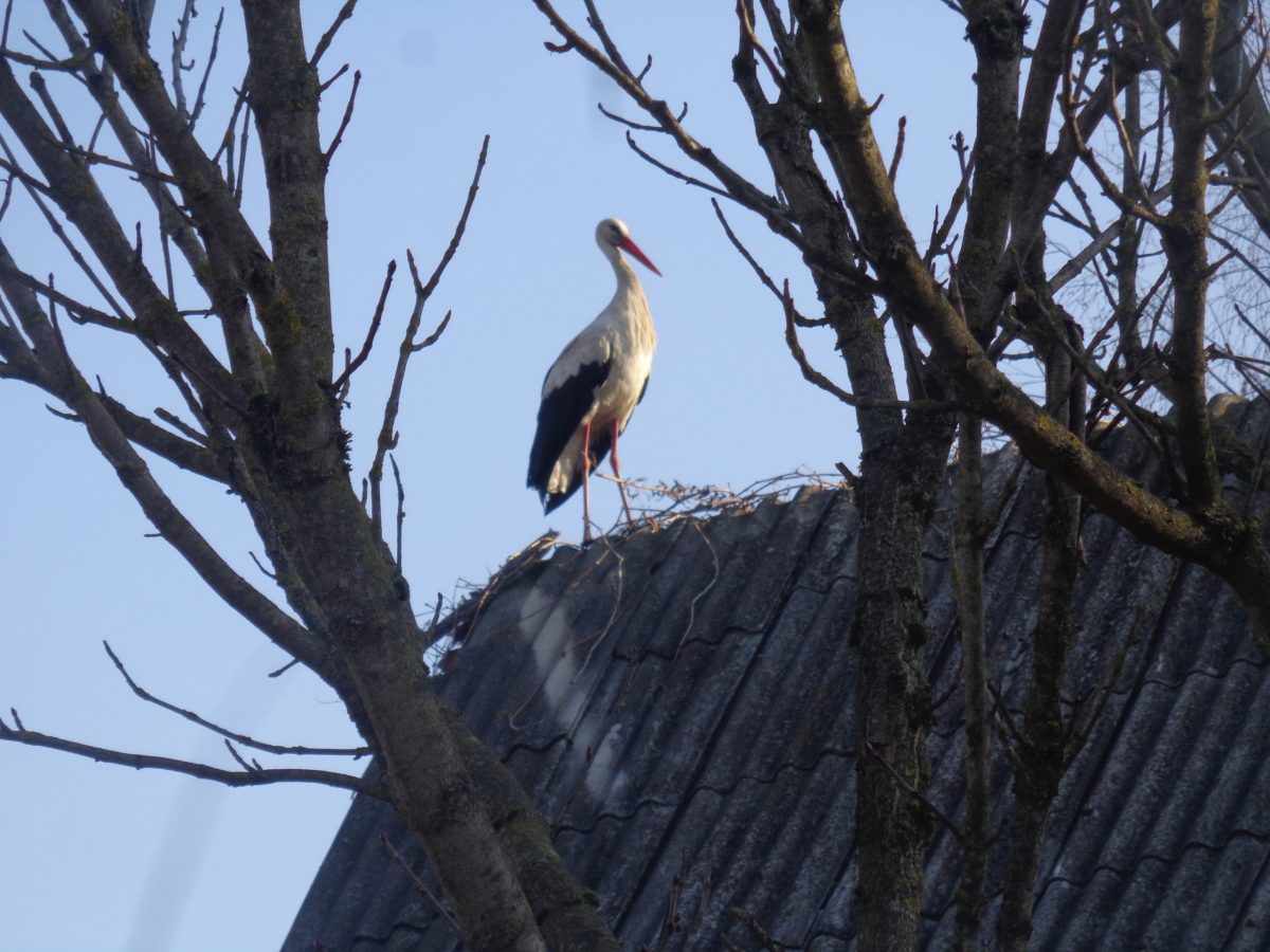 Два аиста в Тверской области подрались за гнездо