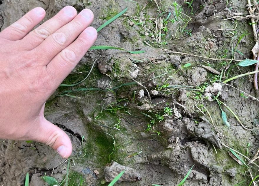 В Тверской области на две недели раньше проснулись бурые медведи