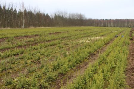 8900 га молодого леса планируют посадить в Тверской области 8900 га молодого леса планируют посадить в Тверской области