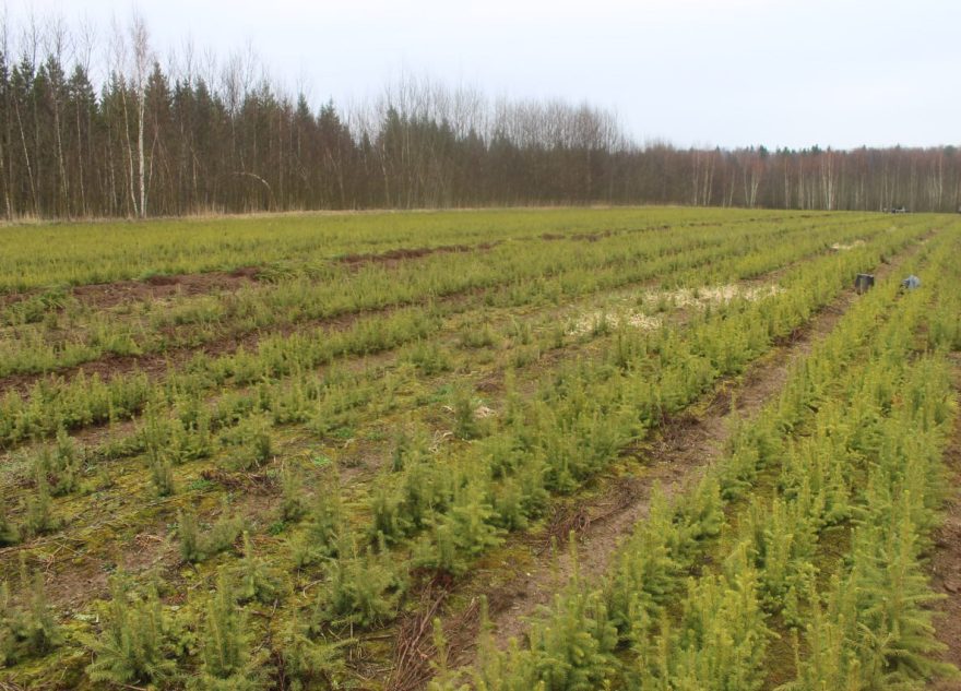 8900 га молодого леса планируют посадить в Тверской области