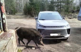 В Тверской области началась атака диких животных В Тверской области началась атака диких животных