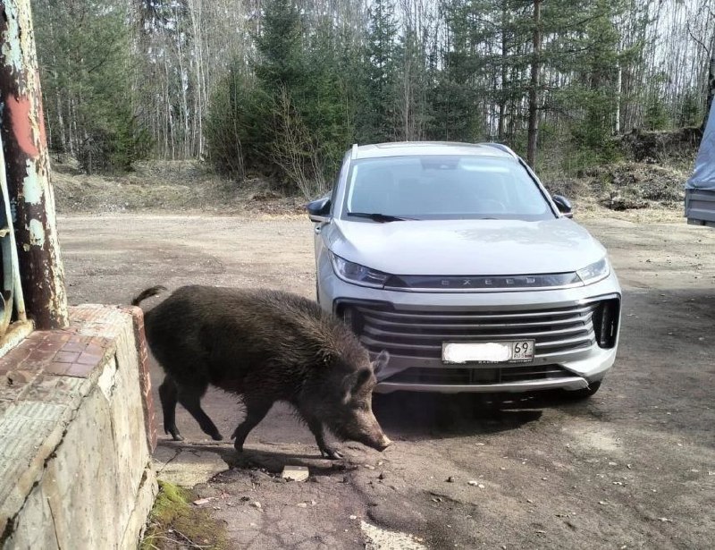 В Тверской области началась атака диких животных