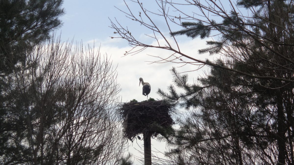 Два аиста в Тверской области подрались за гнездо