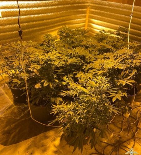 В Тверской области обнаружили наркоферму