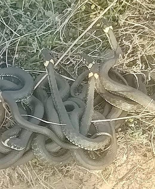 Клубы змей заметили жители Тверской области в лесу