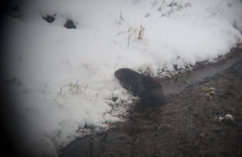 В Тверской области заметили бездомного бобра