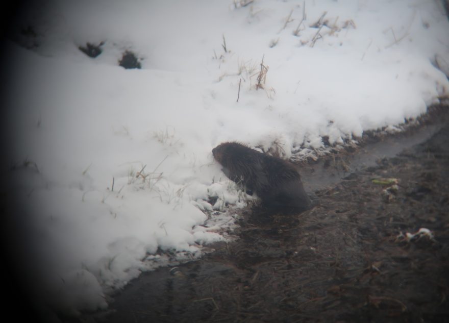 В Тверской области заметили бездомного бобра