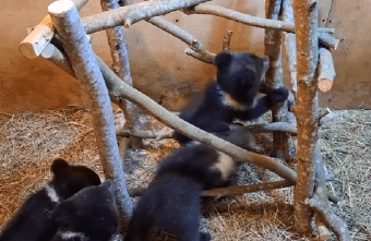 Медвежата-сироты приступили к спортивным тренировкам в Тверской области Медвежата-сироты приступили к спортивным тренировкам в Тверской области