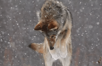 Научный сотрудник объяснил, почему волки загрызли алабая в Тверской области