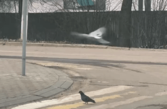 После акций ГАИ в Тверской области даже птицы соблюдают ПДД