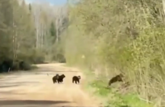 В Тверской области сняли на видео семью медведей В Тверской области сняли на видео семью медведей