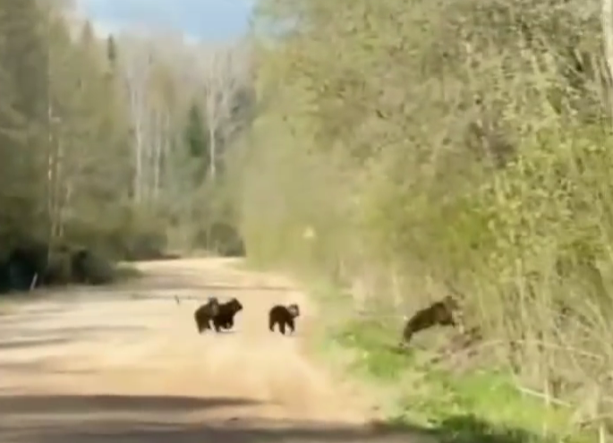 В Тверской области сняли на видео семью медведей В Тверской области сняли на видео семью медведей