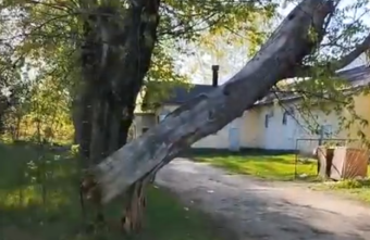 На дорогу в Тверской области вот-вот рухнет дерево На дорогу в Тверской области вот-вот рухнет дерево