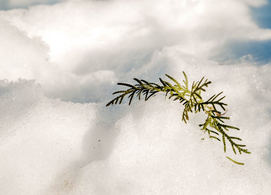 В Тверскую область возвращается зима