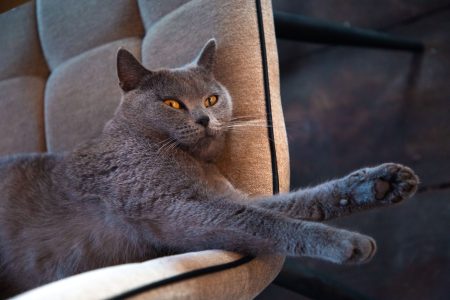 В России предложили ввести праздник в честь котов В России предложили ввести праздник в честь котов